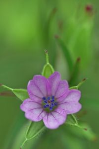 Preview wallpaper geranium, flower, petals, purple