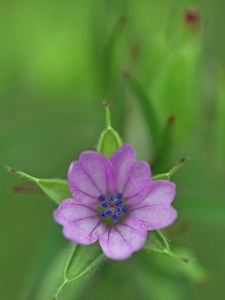 Preview wallpaper geranium, flower, petals, purple