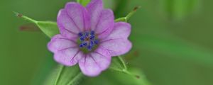 Preview wallpaper geranium, flower, petals, purple