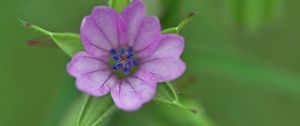 Preview wallpaper geranium, flower, petals, purple