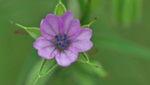 Preview wallpaper geranium, flower, petals, purple