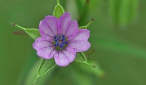 Preview wallpaper geranium, flower, petals, purple