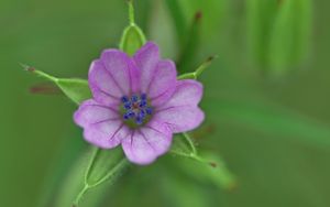 Preview wallpaper geranium, flower, petals, purple