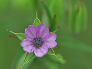 Preview wallpaper geranium, flower, petals, purple