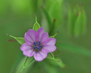 Preview wallpaper geranium, flower, petals, purple