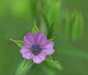 Preview wallpaper geranium, flower, petals, purple