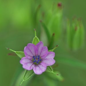 Preview wallpaper geranium, flower, petals, purple