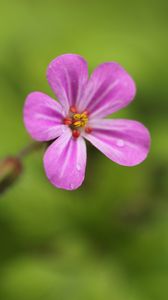 Preview wallpaper geranium, flower, petals, drops, wet, macro