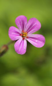 Preview wallpaper geranium, flower, petals, drops, wet, macro