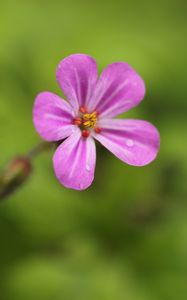 Preview wallpaper geranium, flower, petals, drops, wet, macro