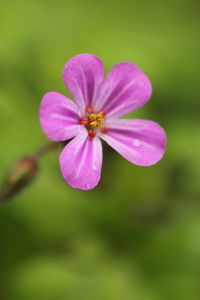 Preview wallpaper geranium, flower, petals, drops, wet, macro