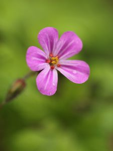 Preview wallpaper geranium, flower, petals, drops, wet, macro
