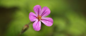 Preview wallpaper geranium, flower, petals, drops, wet, macro