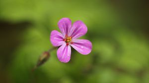 Preview wallpaper geranium, flower, petals, drops, wet, macro