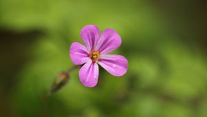 Preview wallpaper geranium, flower, petals, drops, wet, macro