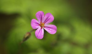 Preview wallpaper geranium, flower, petals, drops, wet, macro