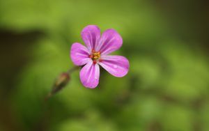 Preview wallpaper geranium, flower, petals, drops, wet, macro