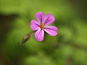 Preview wallpaper geranium, flower, petals, drops, wet, macro