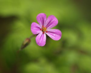 Preview wallpaper geranium, flower, petals, drops, wet, macro