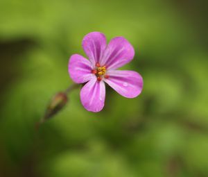 Preview wallpaper geranium, flower, petals, drops, wet, macro