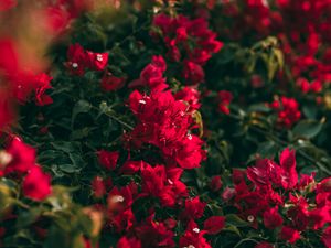 Preview wallpaper geranium, flower, pink, saturated, blooms