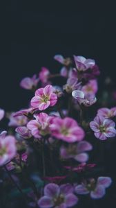 Preview wallpaper geranium, flower, purple, bloom, plant, decorative