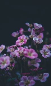 Preview wallpaper geranium, flower, purple, bloom, plant, decorative