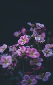 Preview wallpaper geranium, flower, purple, bloom, plant, decorative