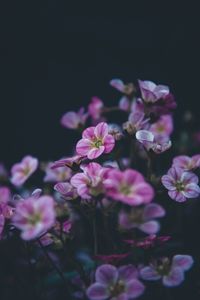 Preview wallpaper geranium, flower, purple, bloom, plant, decorative