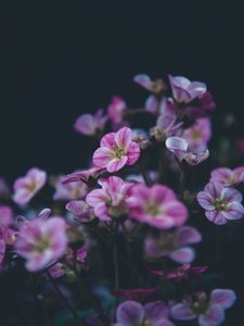 Preview wallpaper geranium, flower, purple, bloom, plant, decorative