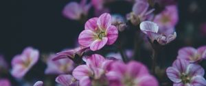 Preview wallpaper geranium, flower, purple, bloom, plant, decorative