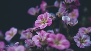 Preview wallpaper geranium, flower, purple, bloom, plant, decorative