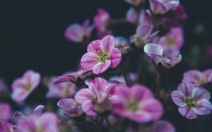 Preview wallpaper geranium, flower, purple, bloom, plant, decorative