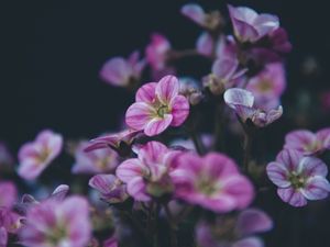 Preview wallpaper geranium, flower, purple, bloom, plant, decorative