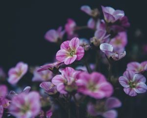 Preview wallpaper geranium, flower, purple, bloom, plant, decorative