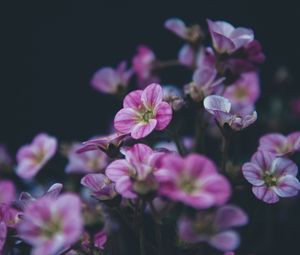 Preview wallpaper geranium, flower, purple, bloom, plant, decorative