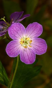 Preview wallpaper geranium, flower, purple, macro, plant