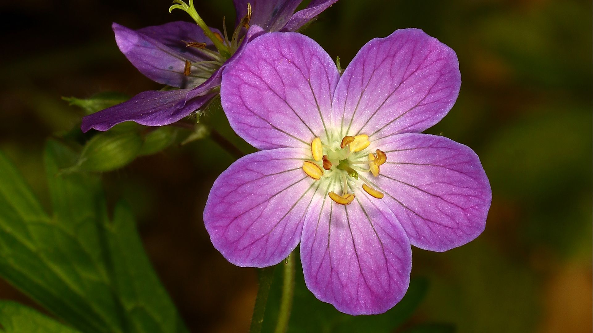 Download wallpaper 1920x1080 geranium, flower, purple, macro, plant