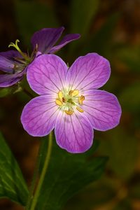 Preview wallpaper geranium, flower, purple, macro, plant