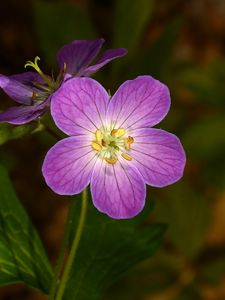 Preview wallpaper geranium, flower, purple, macro, plant