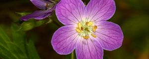 Preview wallpaper geranium, flower, purple, macro, plant