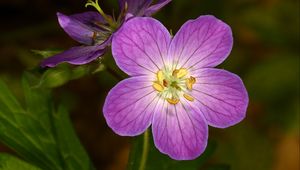 Preview wallpaper geranium, flower, purple, macro, plant