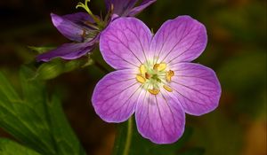 Preview wallpaper geranium, flower, purple, macro, plant