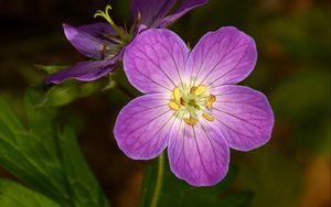Preview wallpaper geranium, flower, purple, macro, plant