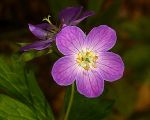 Preview wallpaper geranium, flower, purple, macro, plant