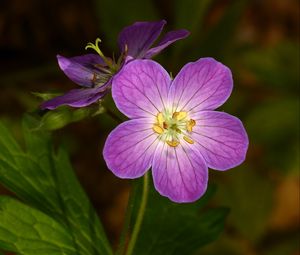 Preview wallpaper geranium, flower, purple, macro, plant