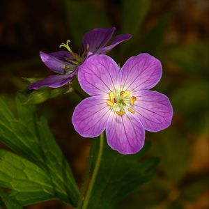 Preview wallpaper geranium, flower, purple, macro, plant