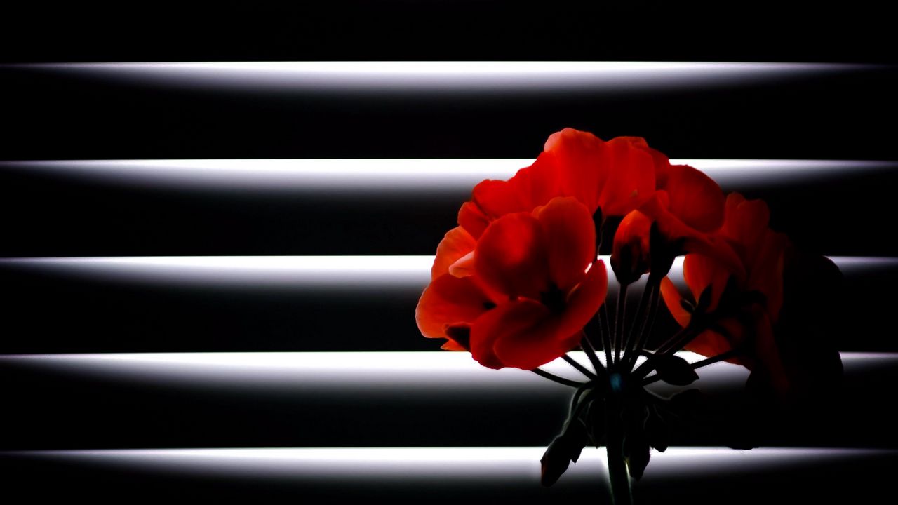 Wallpaper geranium, flower, room, blinds, light