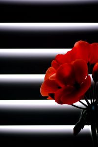 Preview wallpaper geranium, flower, room, blinds, light