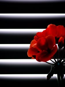 Preview wallpaper geranium, flower, room, blinds, light